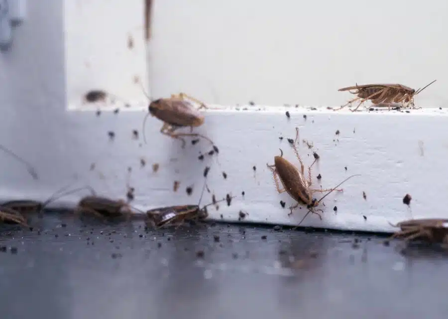 Tous nos conseils et solutions pour lutter contre les blattes et cafards