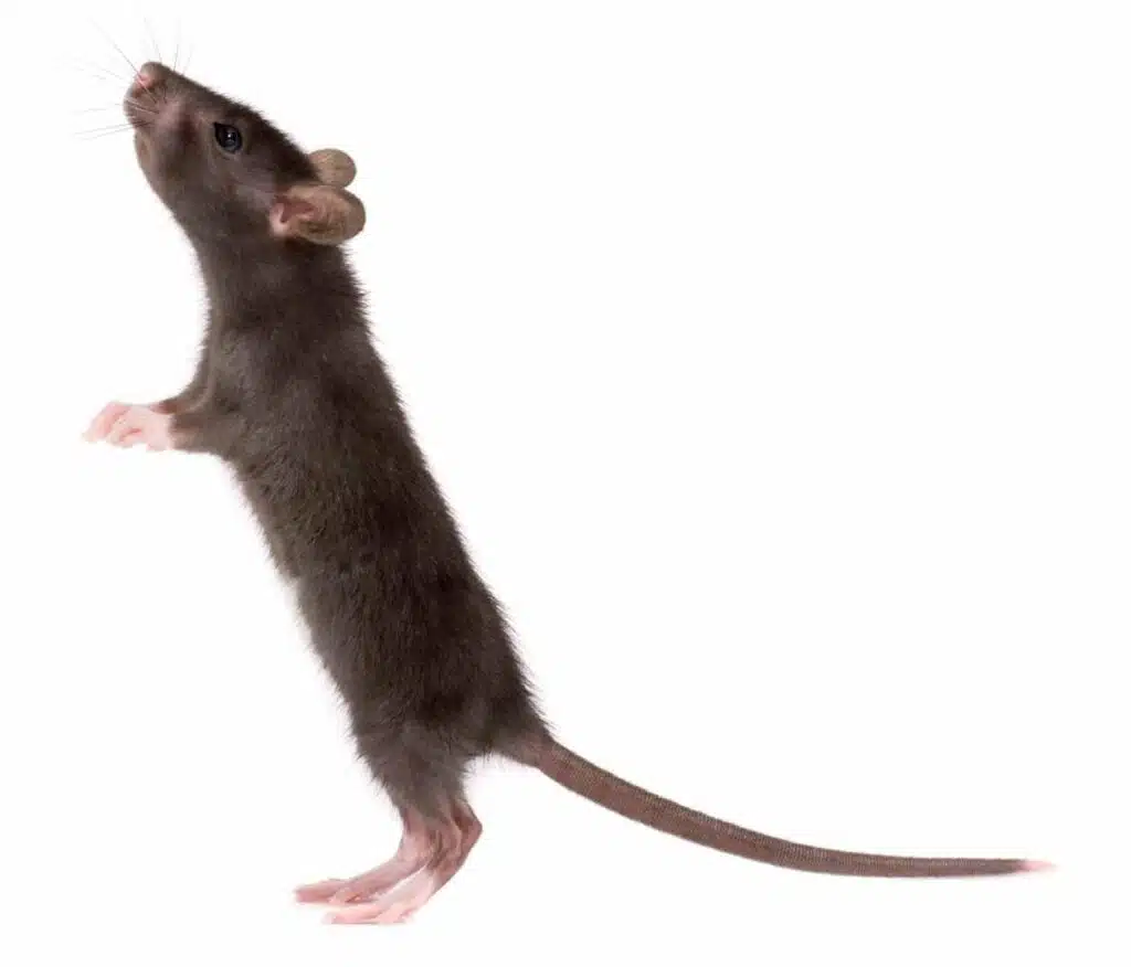 Comment se débarrasser des souris et rats grâce aux huiles