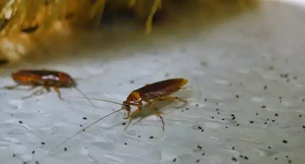 Nouveau produit anti-cafards anti-blattes: La Qualité et le prix!!! -  Insecticides et raticides
