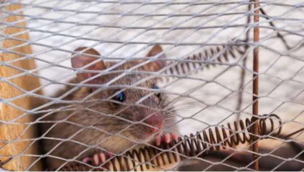 Piège à rats sans cruauté Piège à rongeurs à tamia qui fonctionnent pour  les hamsters de souris petits animaux à l'intérieur et à l'extérieur Capture  et libération en cage vivante