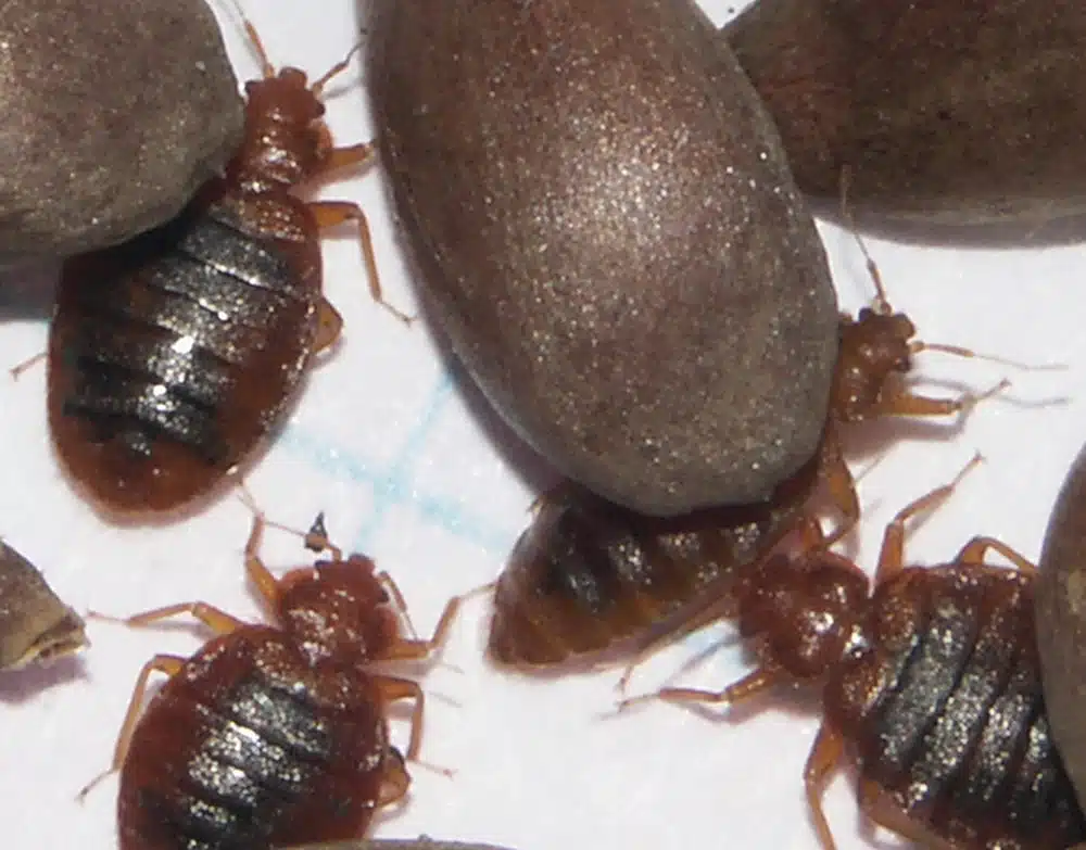 comment-realiser-un-traitement-contre-les-punaises-de-lit-a-la-terre-de- diatomee - Badbugs