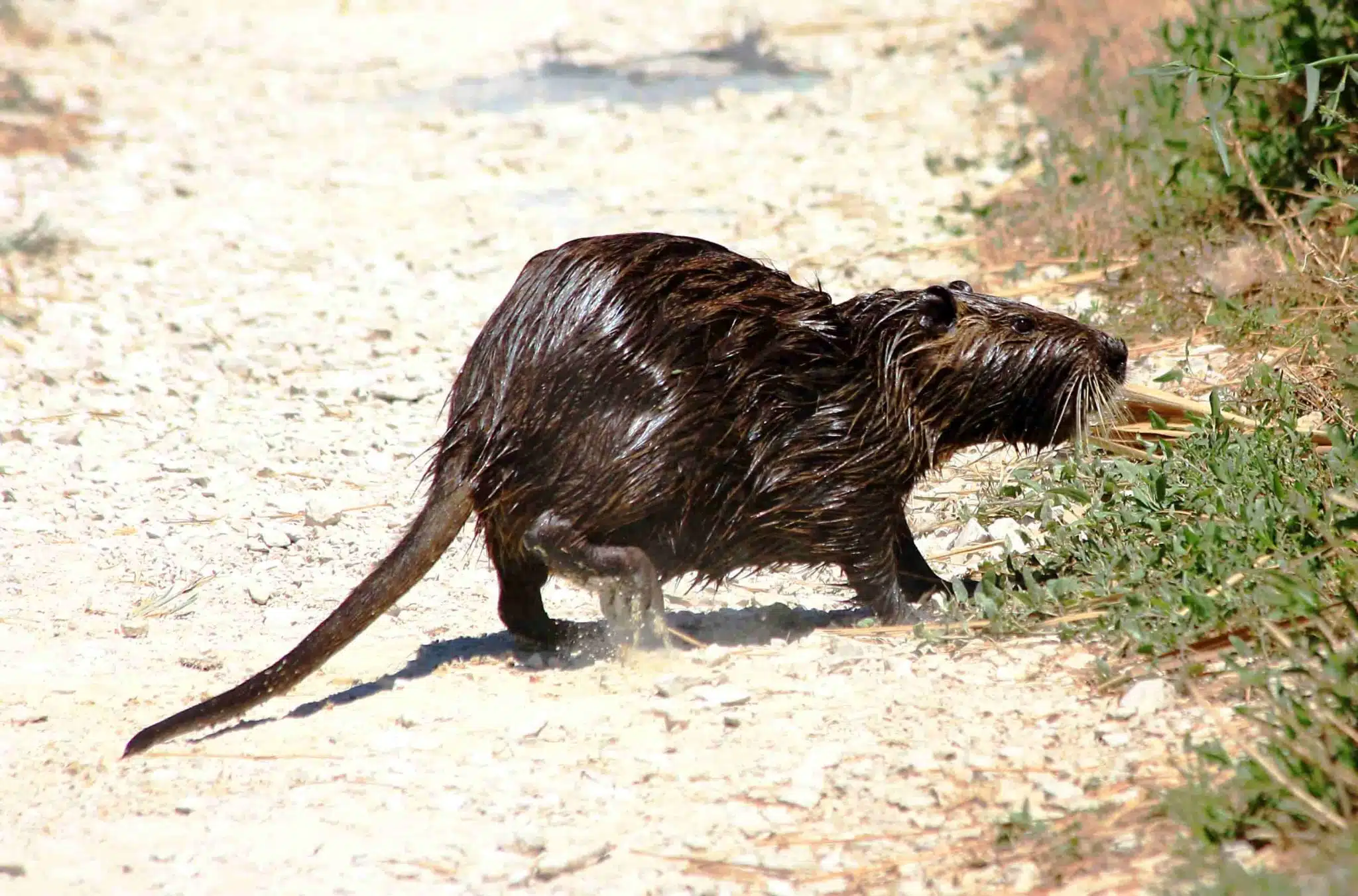 Rat musqué ou ragondin ? Les différences pour les reconnaître | EDN