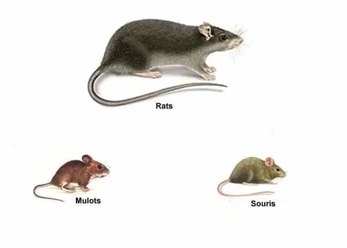 Comment différencier un mulot d'une souris