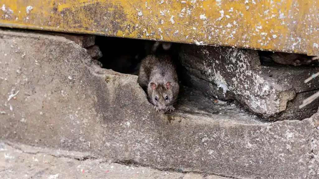 Le rat noir a envahi votre maison, que faire?