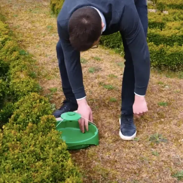 Piège anti-pyrales du buis en hauteur