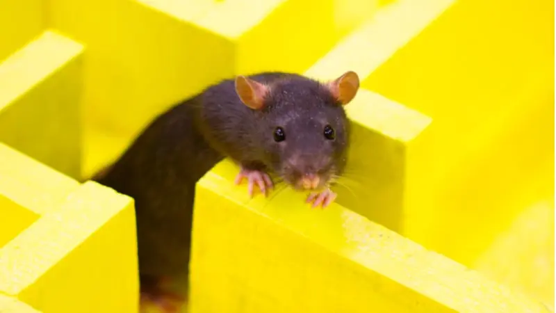 Pourquoi les rats ne mangent pas vos appâts ?