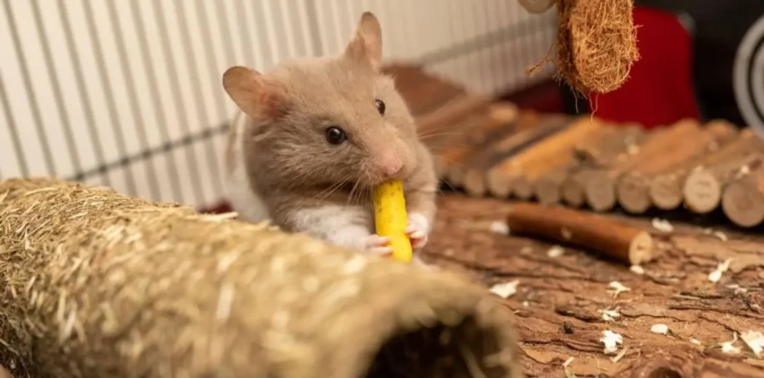 rats mangent pas appats