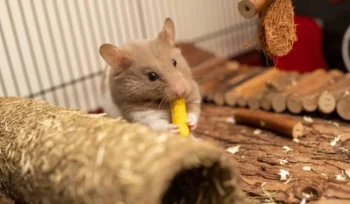 rats mangent pas appats