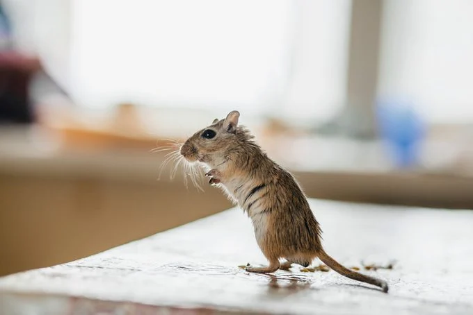 Une seule souris dans la maison : que faire ?