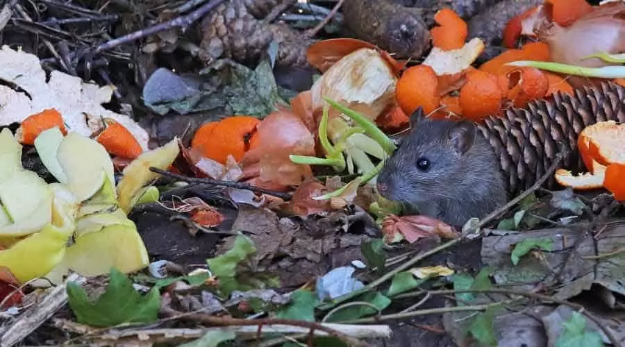 Rats dans le compost : comment les éviter ? - EDN