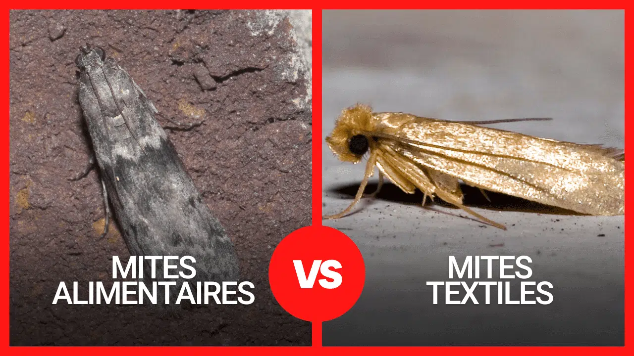 Antimite : 6 astuces naturelles pour se débarrasser des mites