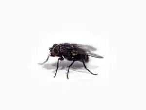 Mouches : quels sont les meilleurs pièges anti-mouches