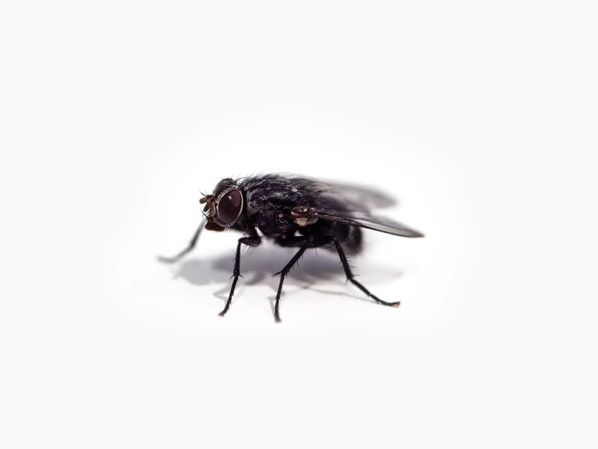 Tue-mouche électrique : l'efficacité sans produit chimique