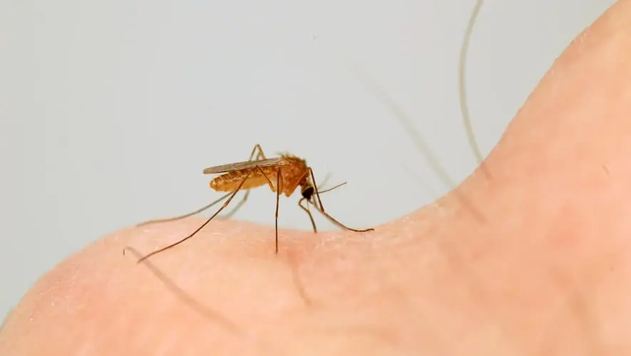 Pièges anti-moustiques : quels sont les meilleurs ? - EDN