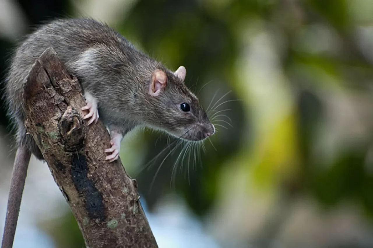 Les rats peuvent-ils s'introduire dans les murs et cloisons d'une