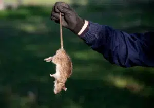 Mort aux rats et chats/chiens : comment éviter les empoisonnements ?