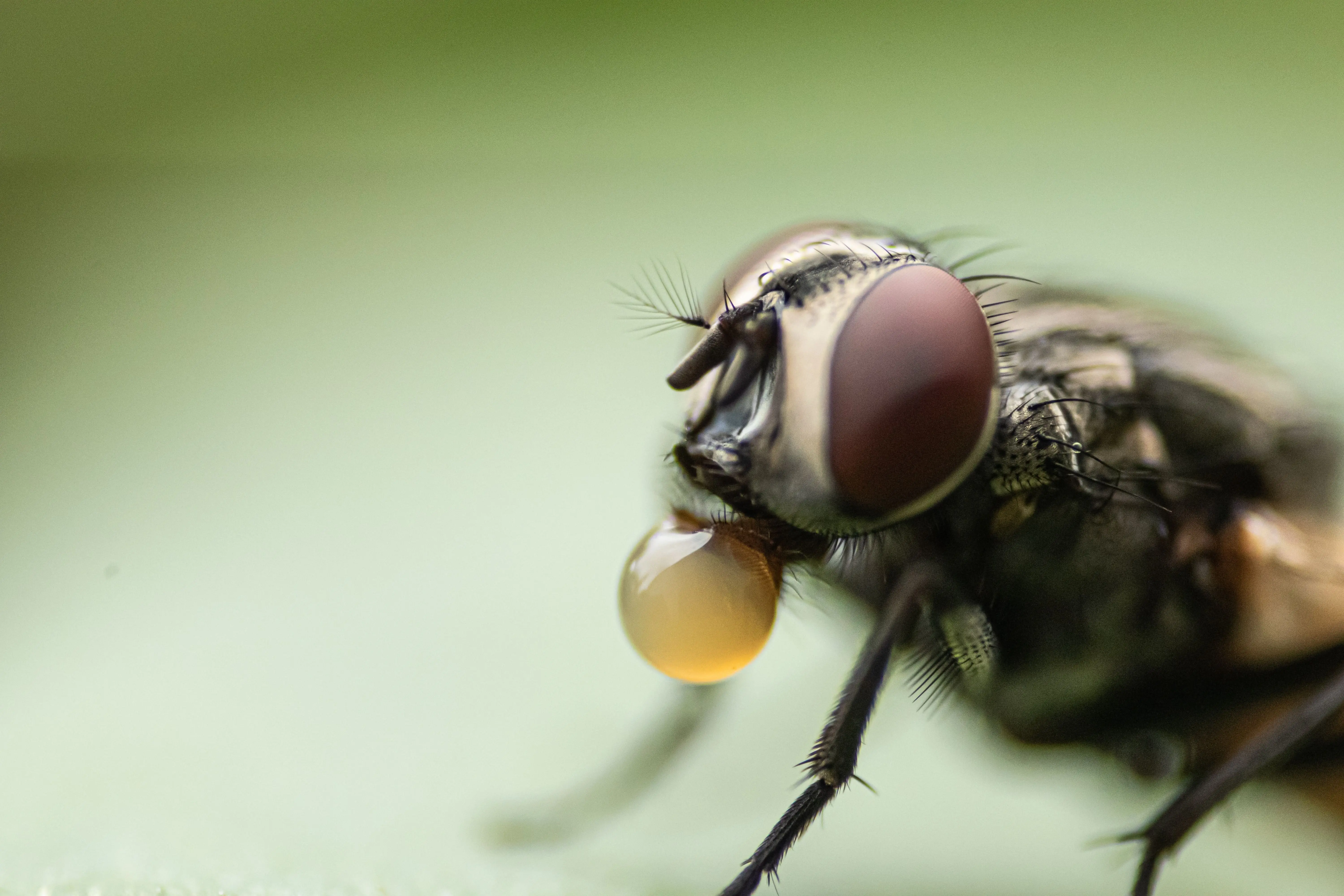 mouches infestation alimentation salive