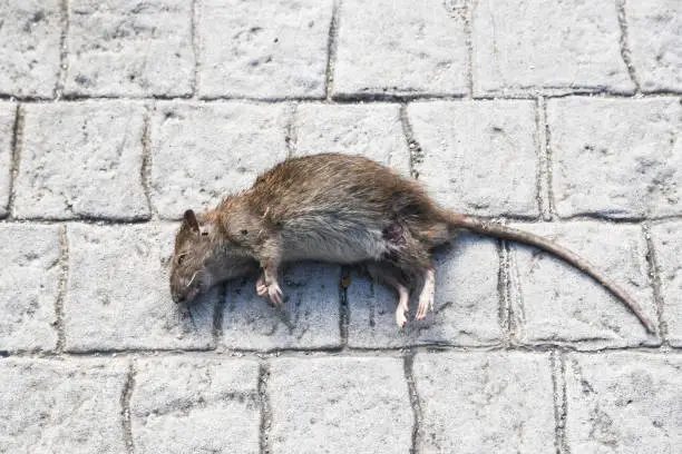La mort aux rats : c'est fini ! - Info rongeurs