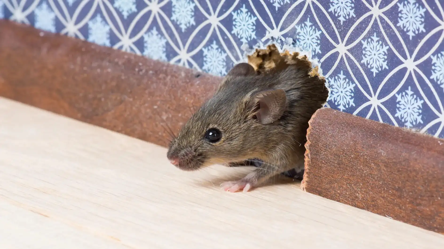 Comment se débarrasser des souris ? Les 8 meilleures solutions !