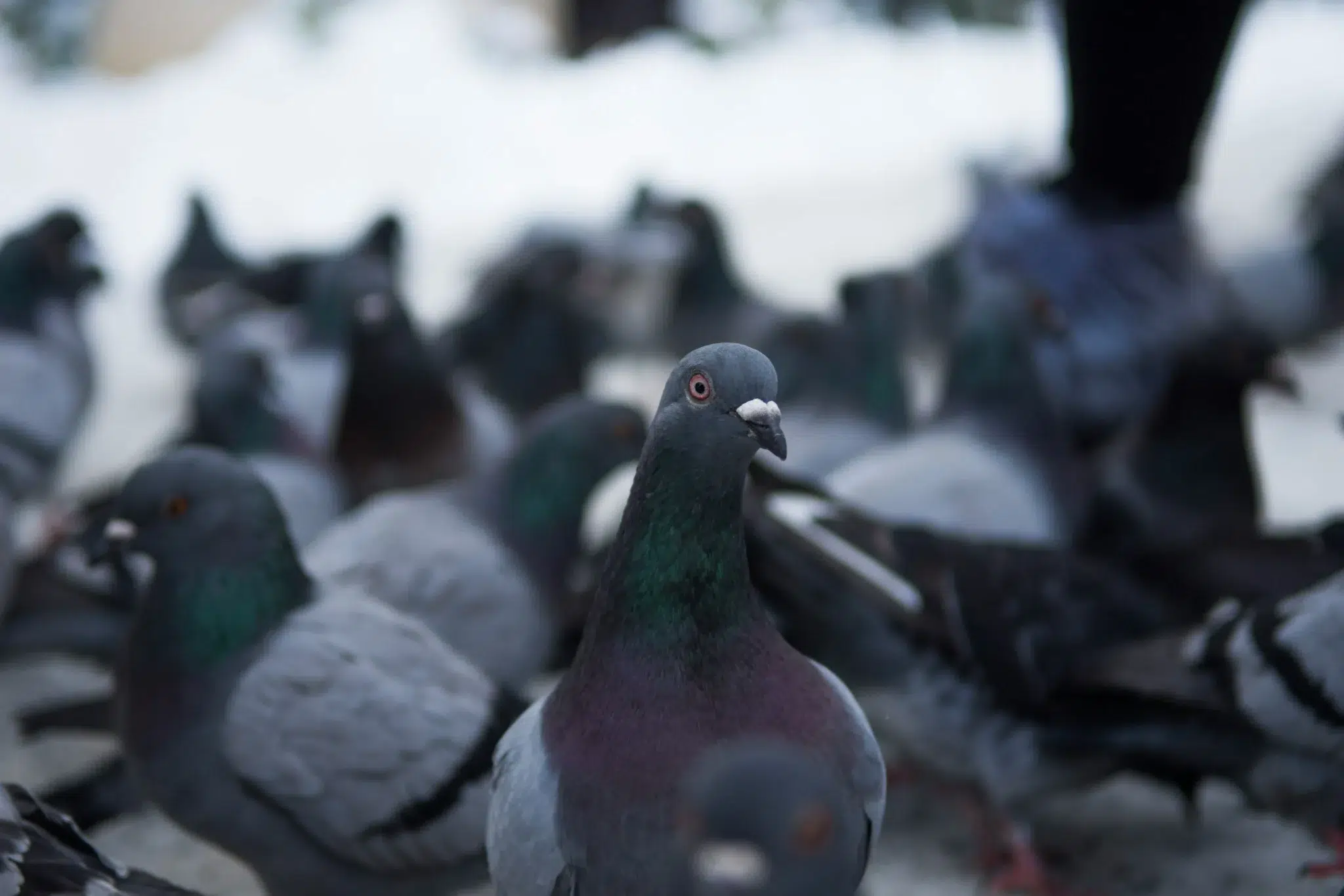 Pigeons : 5 astuces pour les faire fuir de votre balcon