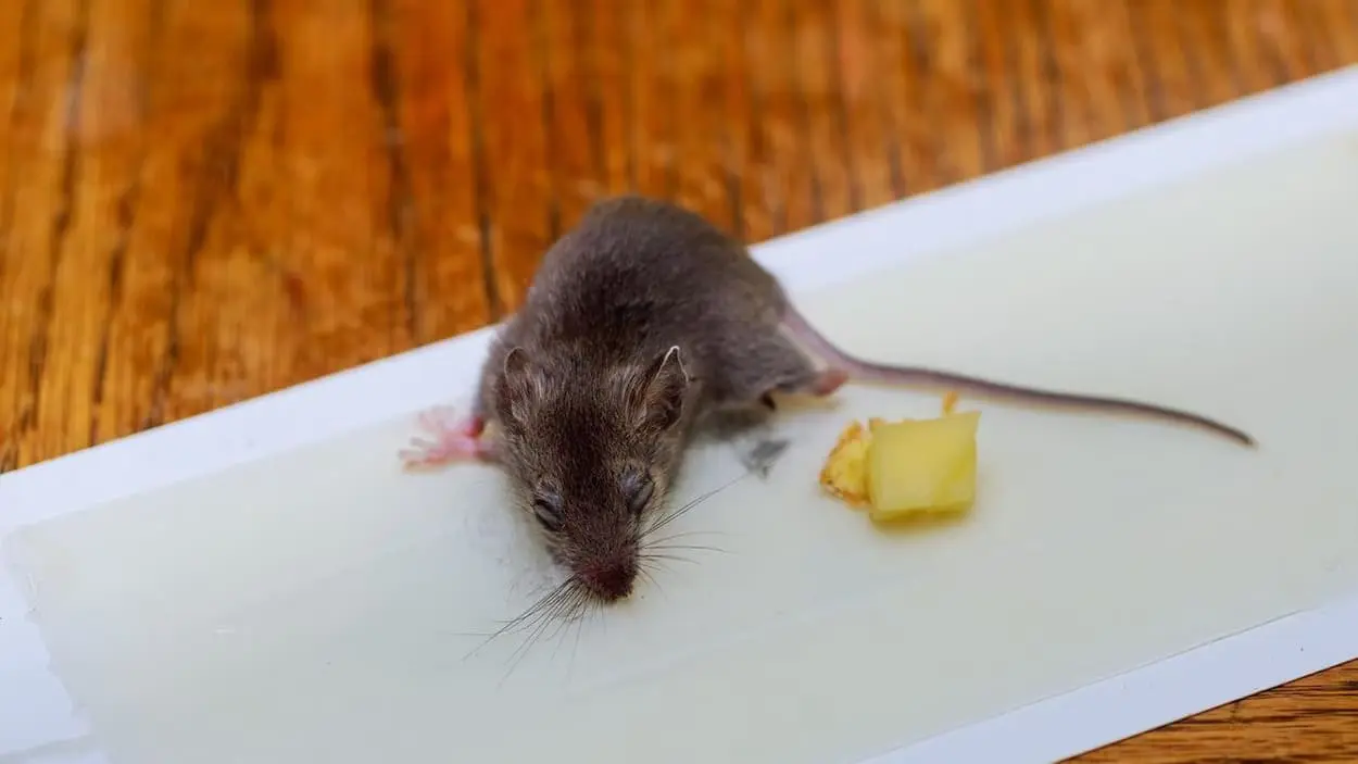 Pièges à glu rats - souris