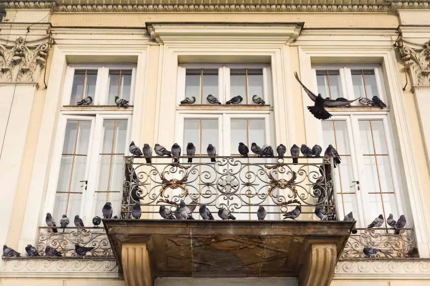 Comment éloigner les pigeons de votre balcon ?, EDN