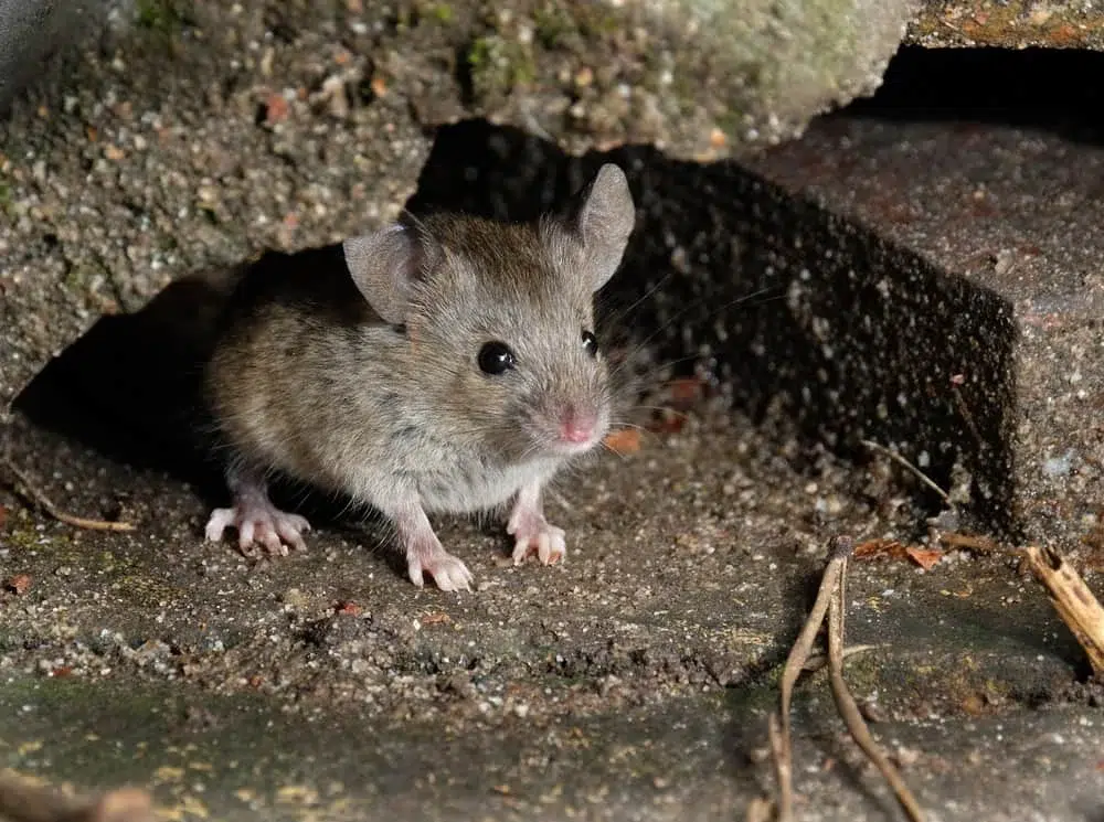 Pièges à rat et souris mâchoires efficaces contre les nuisibles