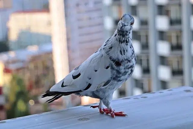 Faire fuir les pigeons naturellement : 12 astuces efficaces