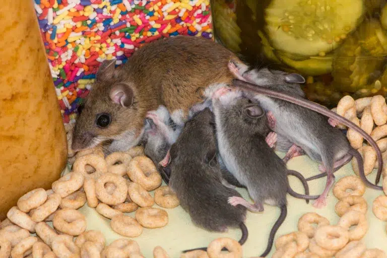 Anti souris rats ultrasons