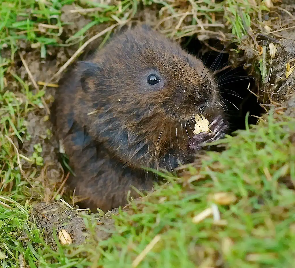 Pièges efficaces contre les rats taupiers