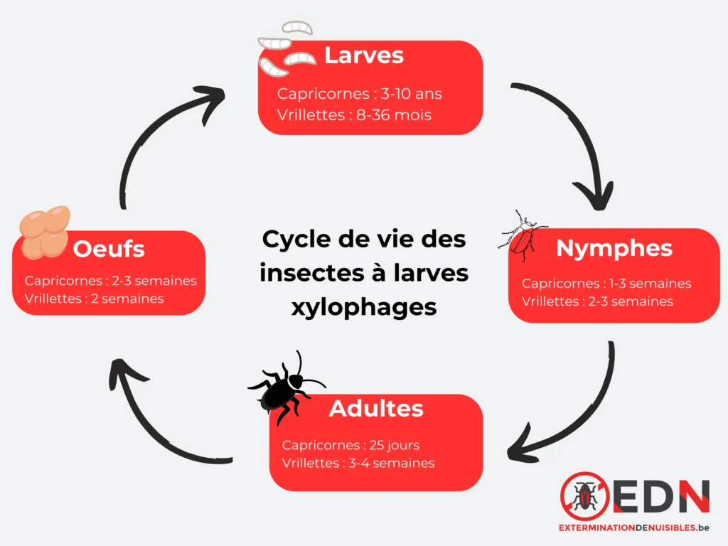 Cycle de vie des insectes à larves xylophages : vrillettes et capricornes