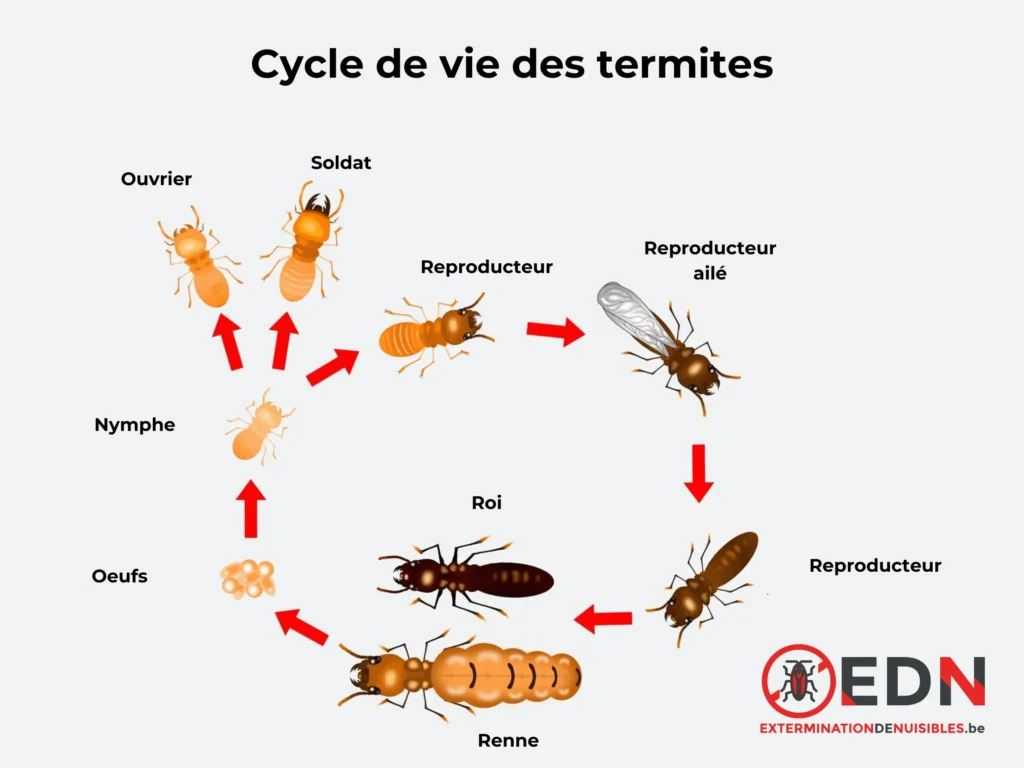 Cycle de vie des termites