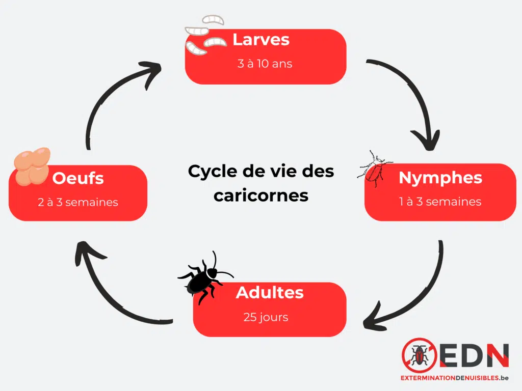 Cycle de vie des capricornes