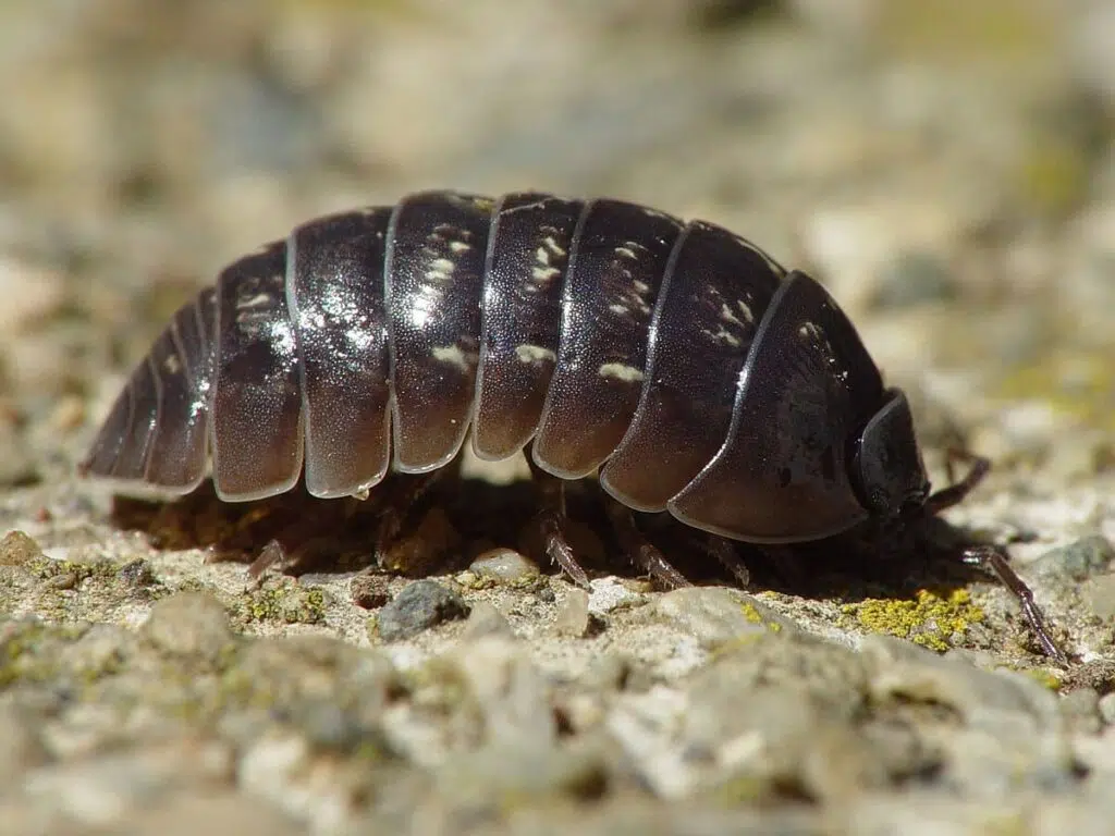 Insectes d'humidité : cloporte